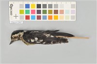 藏品(小啄木)的圖片